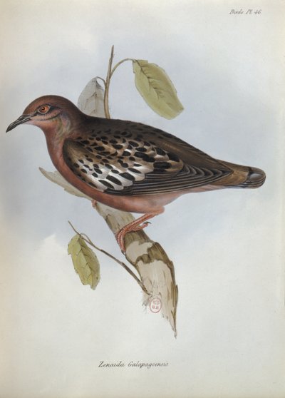 Zenaida Galapagoensis, illustration from The Zoology of the Voyage of H.M.S. Beagle, 1832-36 by Charles Darwin, 1840 by English School